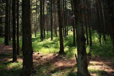 Waldbaden mit dem Wald-Malbuch - Blick in den Wald